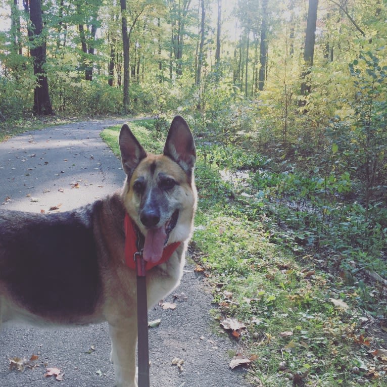 Brie, a German Shepherd Dog and American Eskimo Dog mix tested with EmbarkVet.com