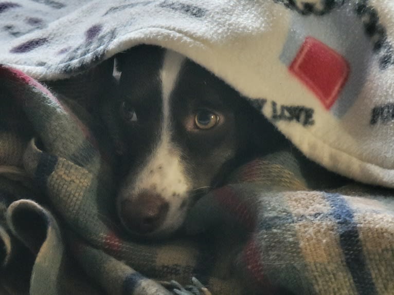 Hershey, a Chihuahua and Boxer mix tested with EmbarkVet.com