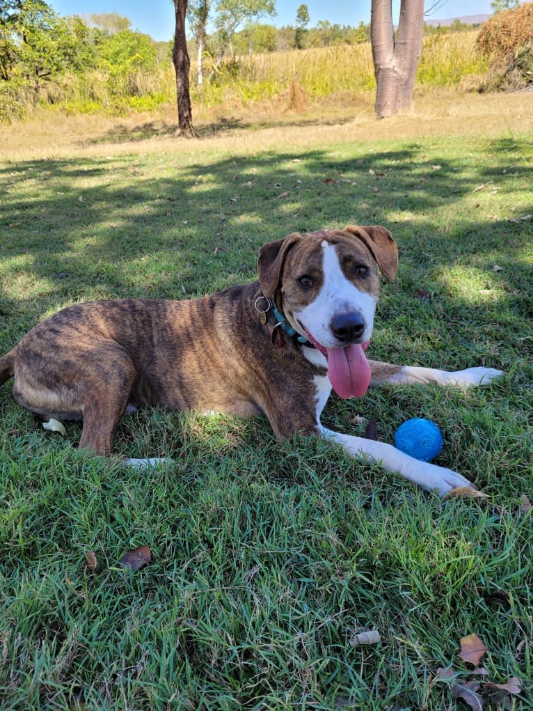 Arthur, an American Pit Bull Terrier and Australian Cattle Dog mix tested with EmbarkVet.com