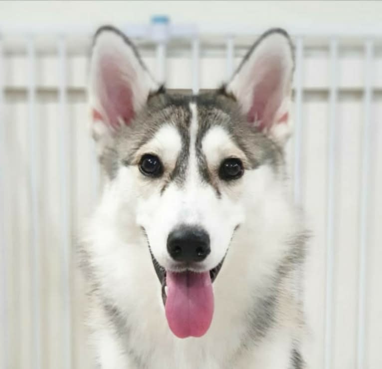 Xena, a Pomsky tested with EmbarkVet.com