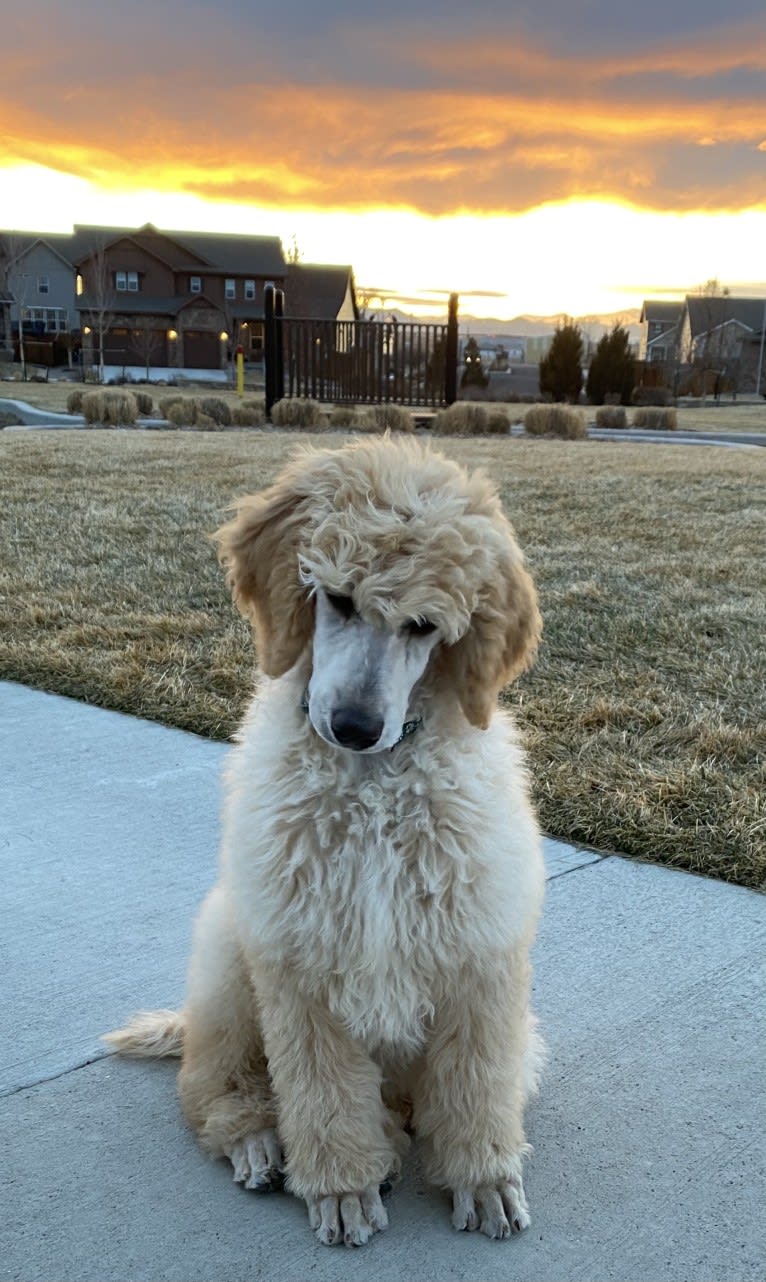 Rocket, a Poodle (Standard) tested with EmbarkVet.com