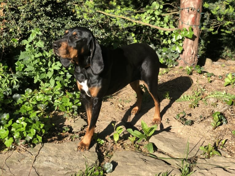 Hillary, a Black and Tan Coonhound tested with EmbarkVet.com