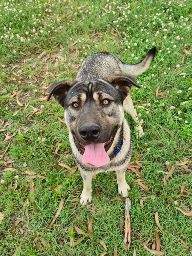 Mud, a Siberian Husky and Neapolitan Mastiff mix tested with EmbarkVet.com