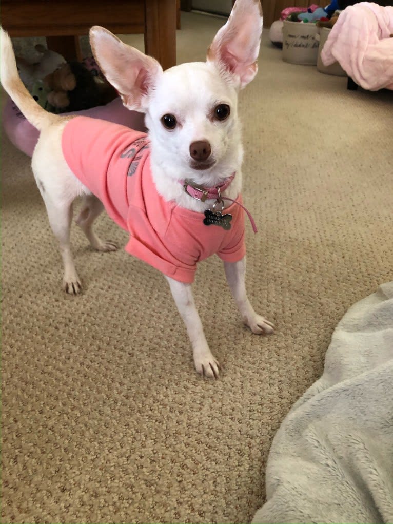 Ella, a Chihuahua and Rat Terrier mix tested with EmbarkVet.com