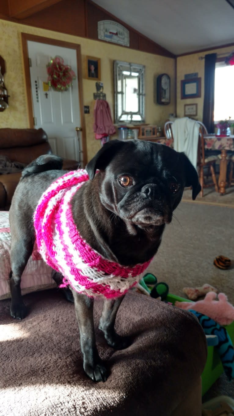 Princess Ebony, a Pug tested with EmbarkVet.com