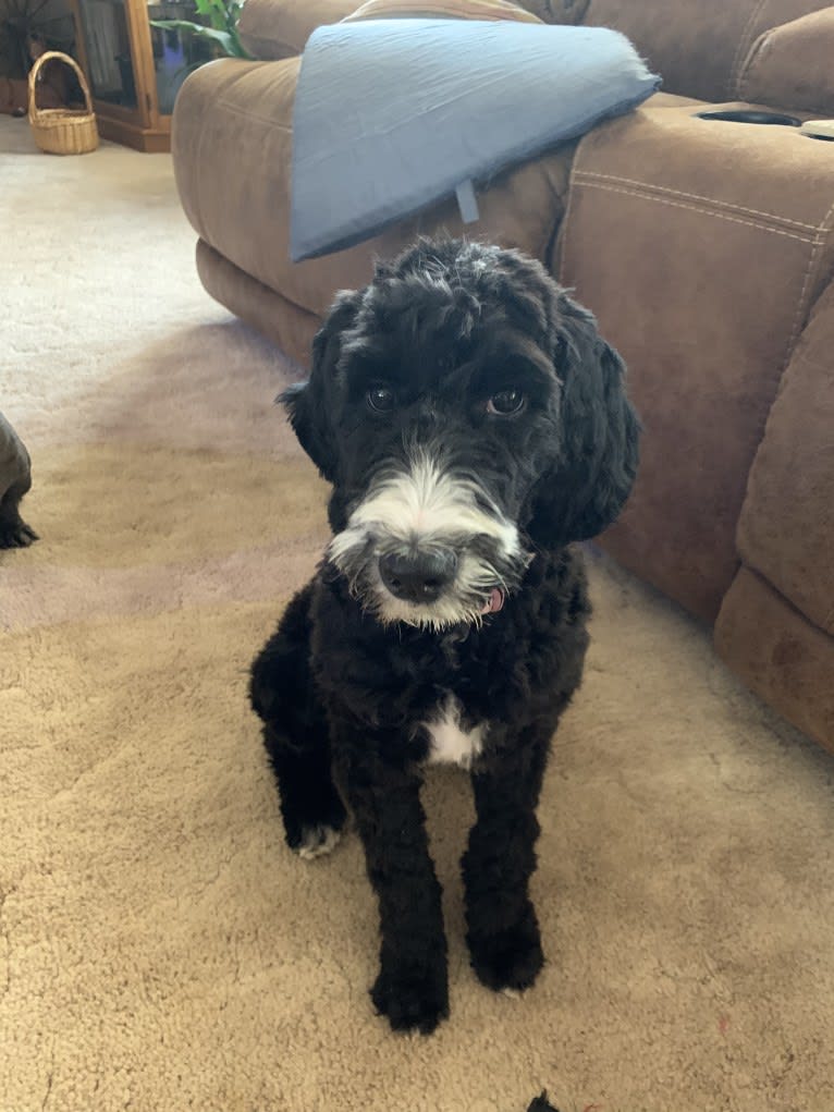 Malibu, a Goldendoodle tested with EmbarkVet.com