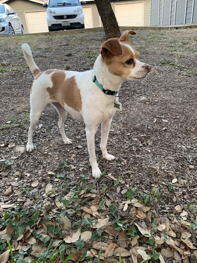 Stella, a Chihuahua and Miniature Schnauzer mix tested with EmbarkVet.com