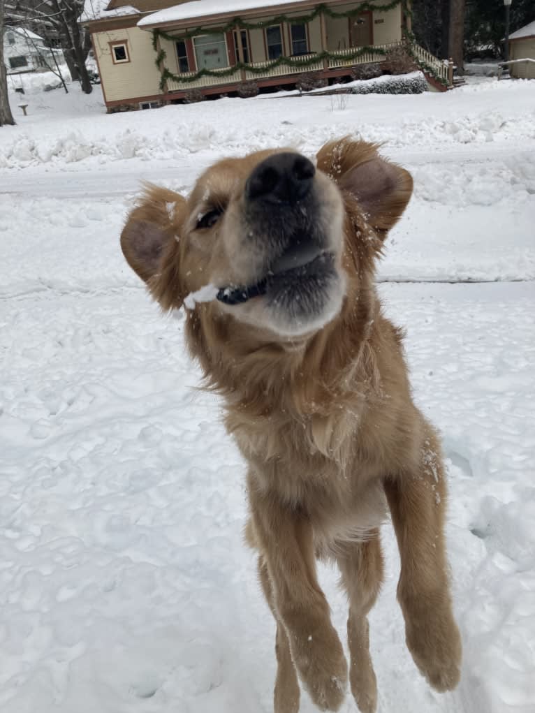 Timber “Gross Manor’s I’ll Be The One You Won’t Forget”, a Golden Retriever tested with EmbarkVet.com