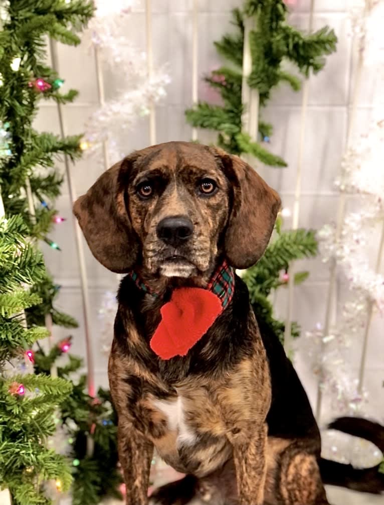 Otis, a Beagle and Golden Retriever mix tested with EmbarkVet.com