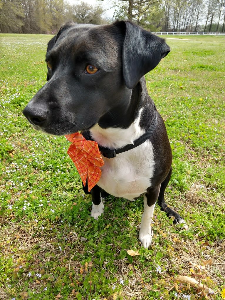 Lumos, an American Pit Bull Terrier and Treeing Walker Coonhound mix tested with EmbarkVet.com