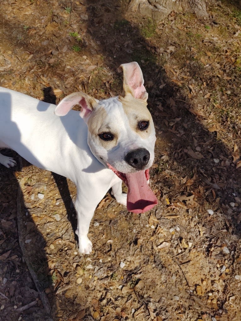 Mia, an American Pit Bull Terrier and American Staffordshire Terrier mix tested with EmbarkVet.com