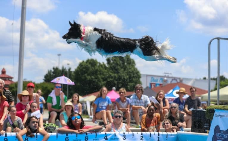 Zee, a Border Collie tested with EmbarkVet.com