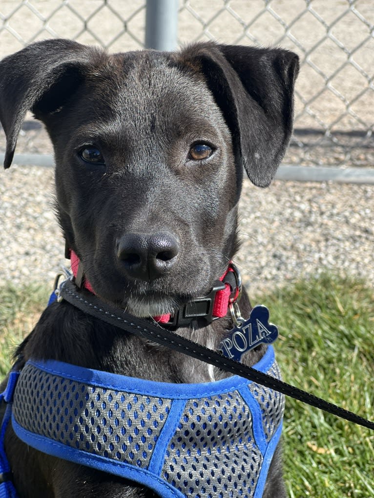 Poza, an American Pit Bull Terrier and Australian Cattle Dog mix tested with EmbarkVet.com