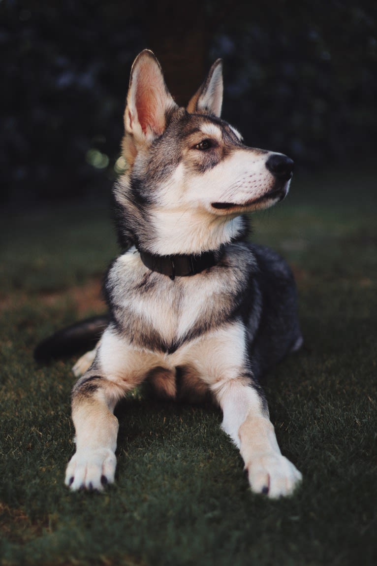 Oberon Wakanda Tachunga, a Saarloos Wolfdog tested with EmbarkVet.com