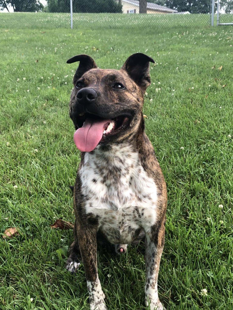 Koba, an Australian Cattle Dog and American Pit Bull Terrier mix tested with EmbarkVet.com