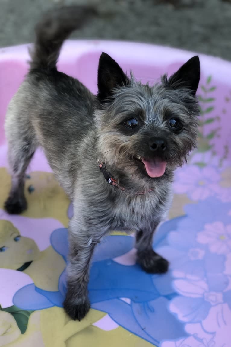 Francie, a Cairn Terrier and Yorkshire Terrier mix tested with EmbarkVet.com