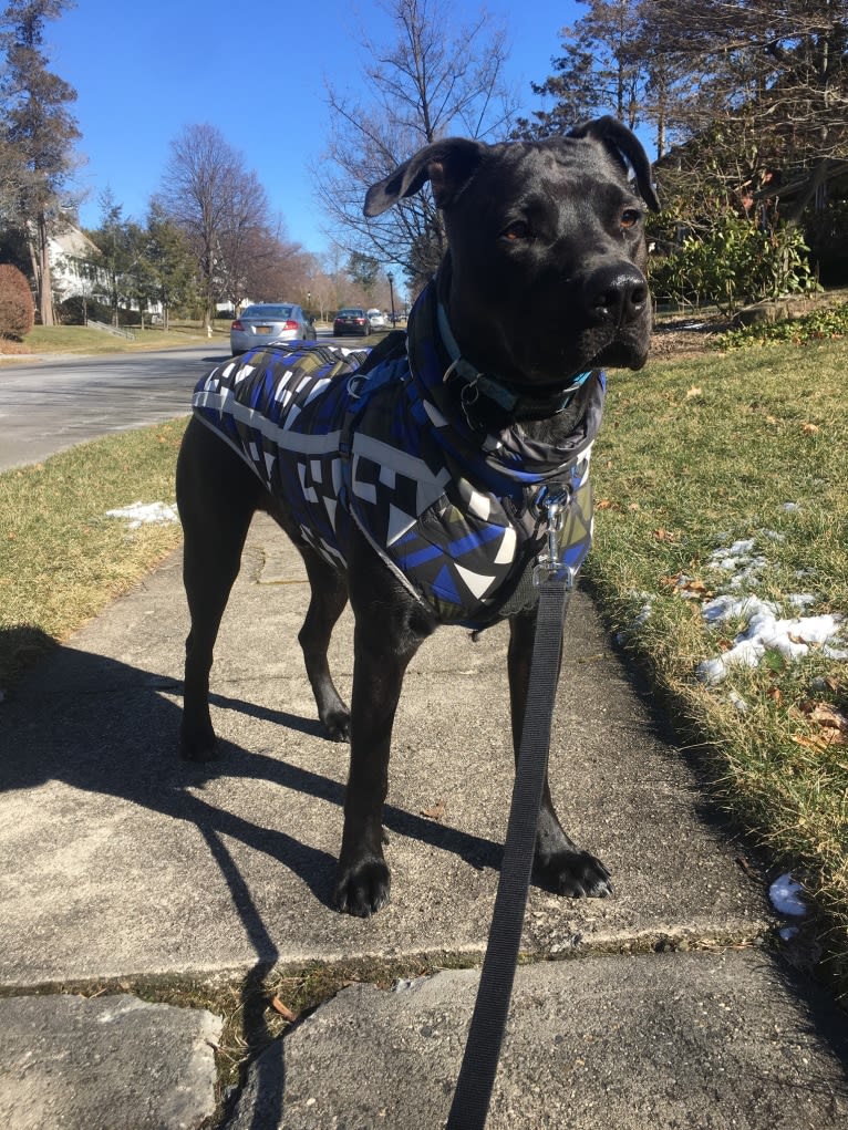 Teddy, an American Pit Bull Terrier and American Staffordshire Terrier mix tested with EmbarkVet.com