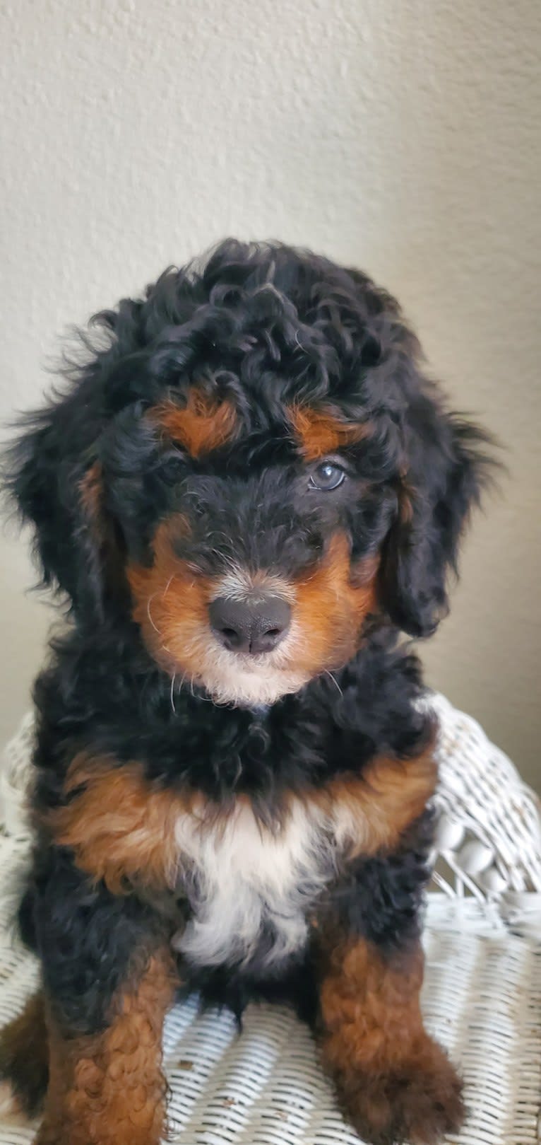 Ferdinand, a Bernedoodle tested with EmbarkVet.com