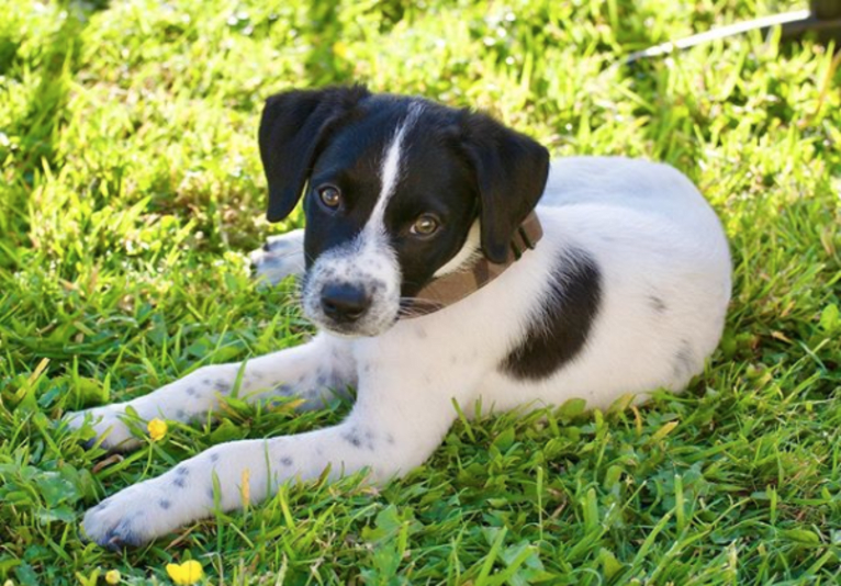 Riley, a German Shorthaired Pointer and Australian Cattle Dog mix tested with EmbarkVet.com