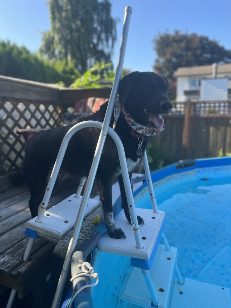 Guinness, a Labrador Retriever and Australian Cattle Dog mix tested with EmbarkVet.com