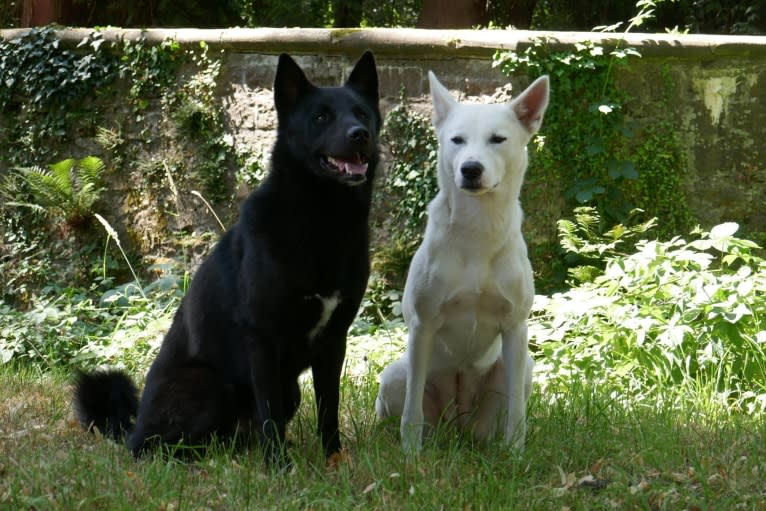 Moshae, a Canaan Dog tested with EmbarkVet.com