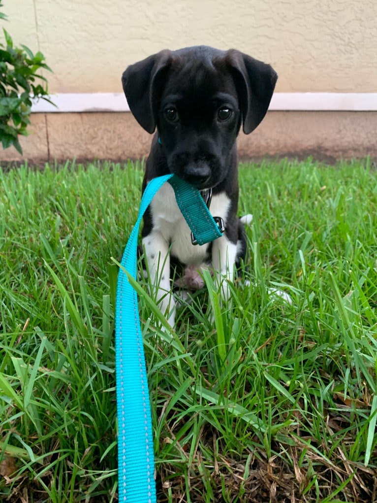 Benji, an American Pit Bull Terrier and Chihuahua mix tested with EmbarkVet.com