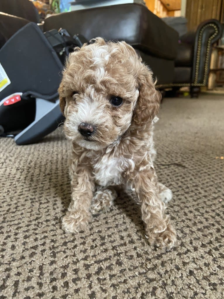 Kash, a Poodle (Small) tested with EmbarkVet.com