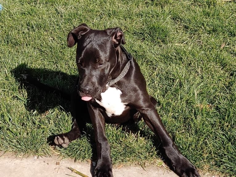 Jagger, an American Bully and American Bulldog mix tested with EmbarkVet.com