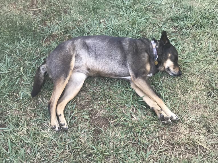 LOLA, an Australian Shepherd and Australian Cattle Dog mix tested with EmbarkVet.com