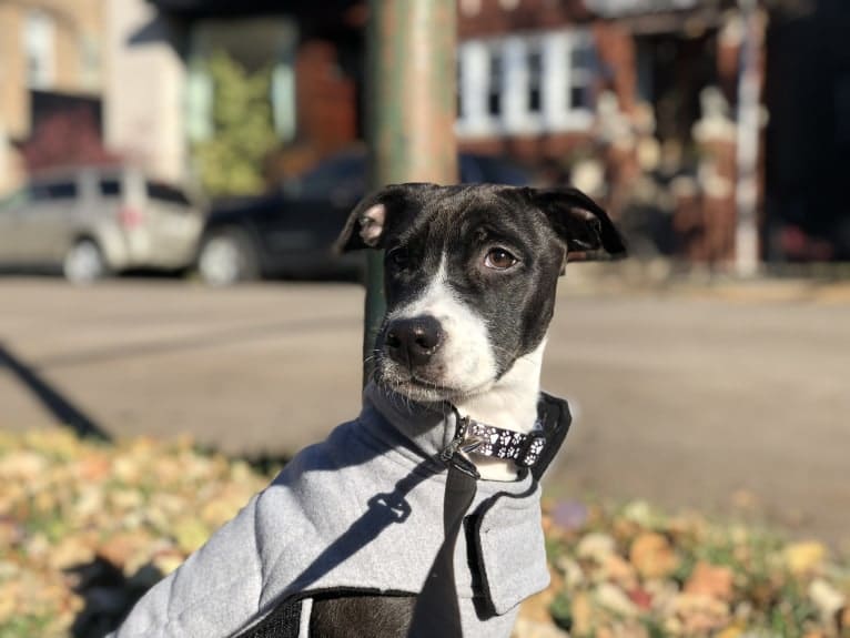 Ada, an American Pit Bull Terrier and Labrador Retriever mix tested with EmbarkVet.com