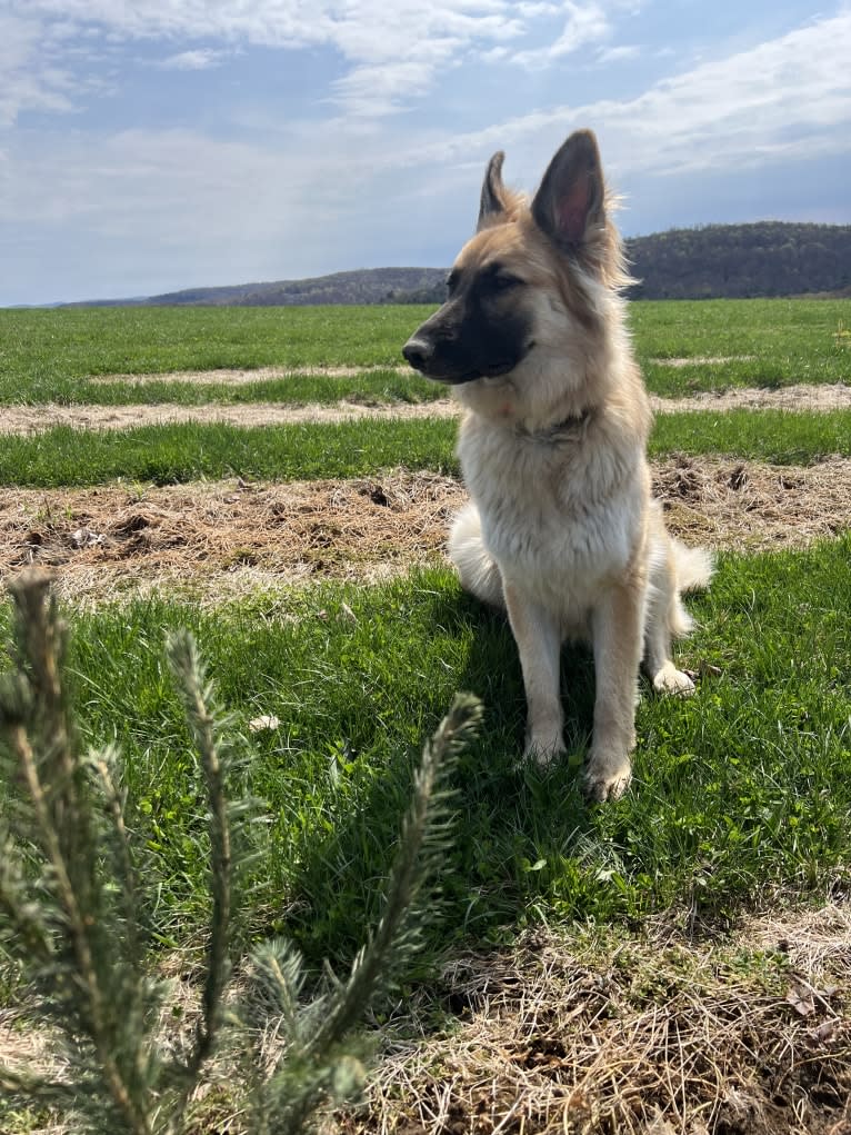 Mila, a White Shepherd tested with EmbarkVet.com