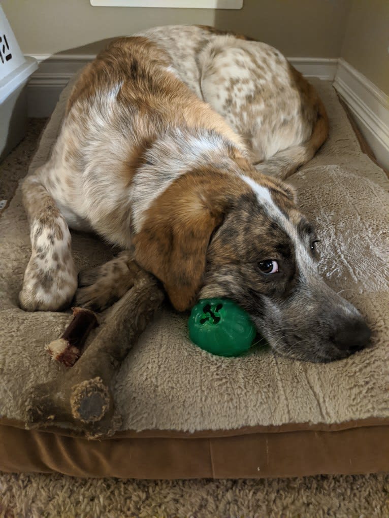 Monty, an Australian Cattle Dog and Labrador Retriever mix tested with EmbarkVet.com