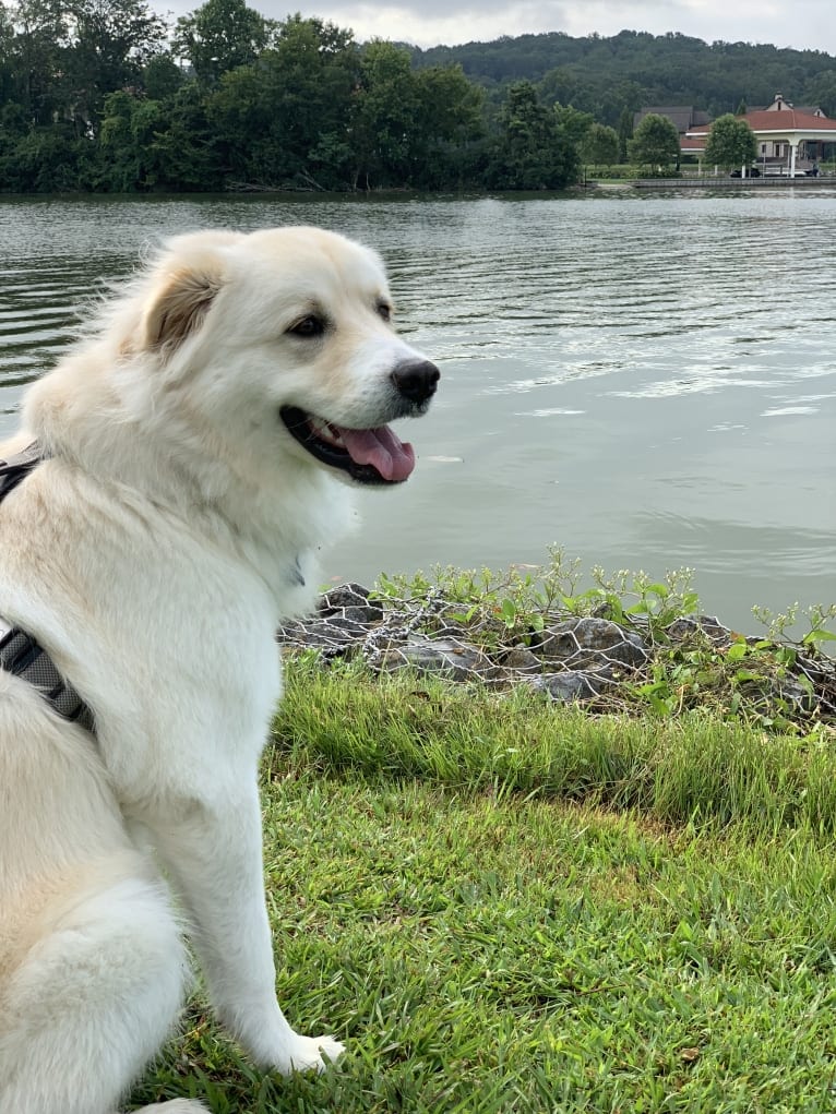 Photo of Lola, a Great Pyrenees, Rottweiler, Chinese Shar-Pei, and American Pit Bull Terrier mix in Cookeville, Tennessee, USA
