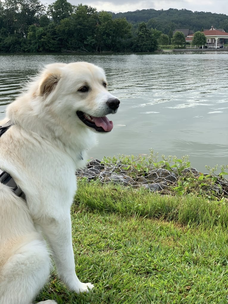 Lola, a Great Pyrenees and Rottweiler mix tested with EmbarkVet.com