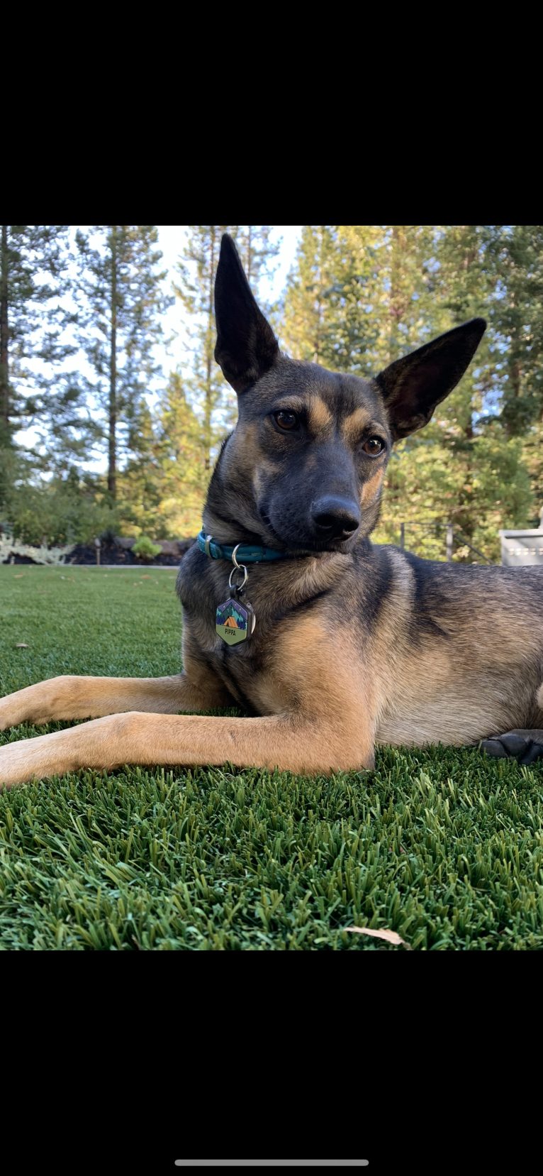 Pippa, a Formosan Mountain Dog tested with EmbarkVet.com