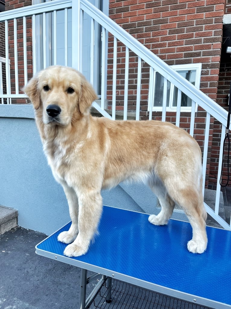 Alita, a Golden Retriever tested with EmbarkVet.com
