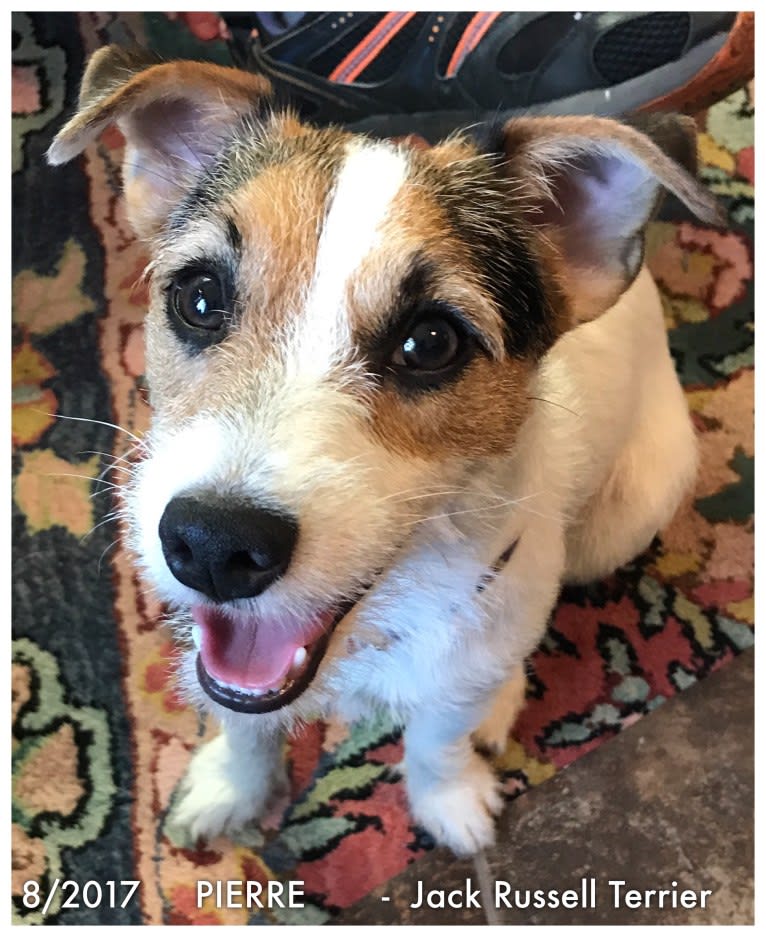 Pierre, a Russell-type Terrier tested with EmbarkVet.com