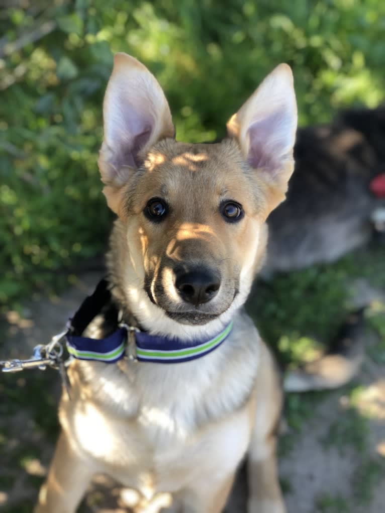 Shainee, a German Shepherd Dog and Australian Cattle Dog mix tested with EmbarkVet.com