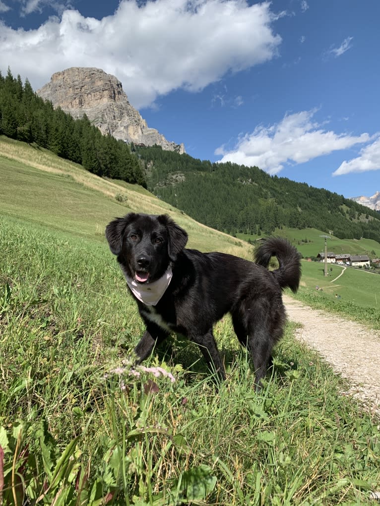 Sofia, a West Asian Village Dog tested with EmbarkVet.com