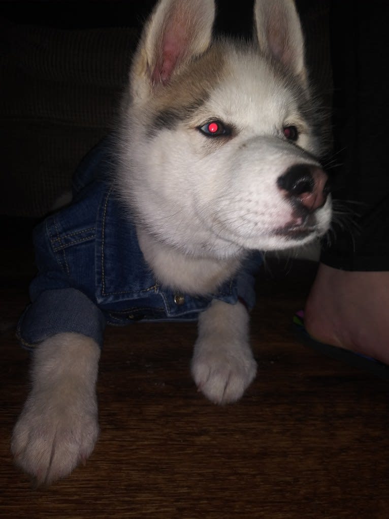 Everest, a Gerberian Shepsky tested with EmbarkVet.com