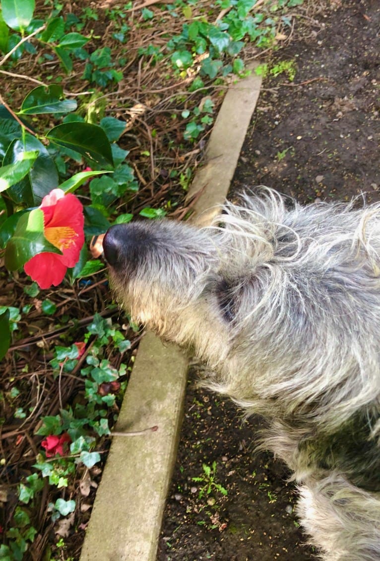 Winter, an Irish Wolfhound tested with EmbarkVet.com