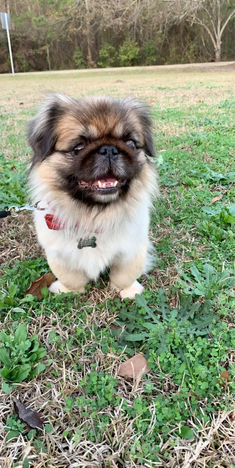 Harley, a Pekingese tested with EmbarkVet.com