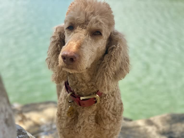 Ruby Rae, a Poodle (Standard) tested with EmbarkVet.com