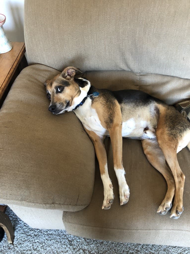 Tuna, a Rat Terrier and Staffordshire Terrier mix tested with EmbarkVet.com