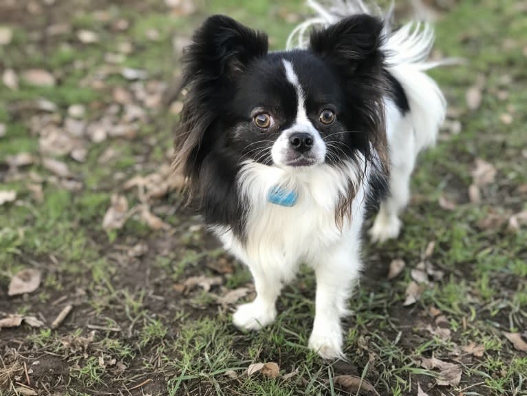 Scout, a Chihuahua tested with EmbarkVet.com