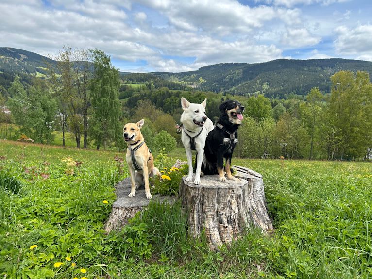 Calaf Storytelling, a Canaan Dog tested with EmbarkVet.com