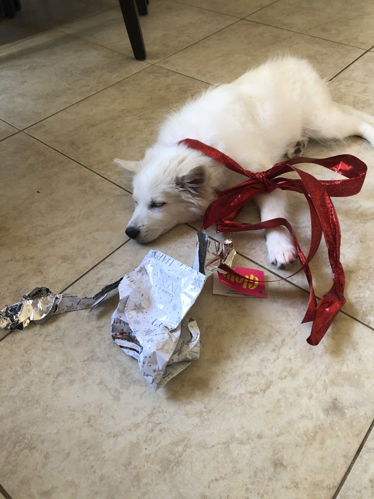 Bolt Sanford, an American Eskimo Dog tested with EmbarkVet.com