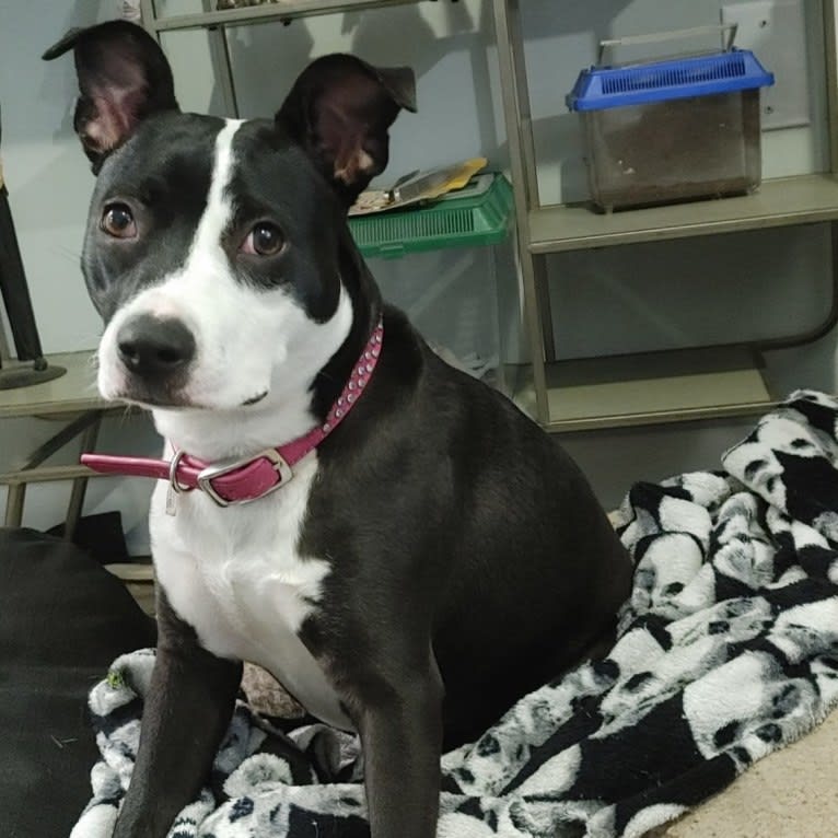 Maggie, an American Pit Bull Terrier tested with EmbarkVet.com