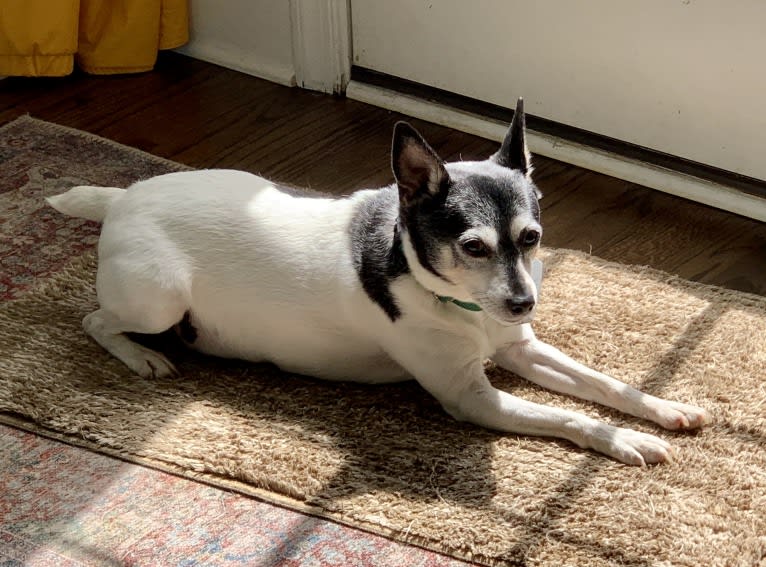 Skippy, a Toy Fox Terrier tested with EmbarkVet.com