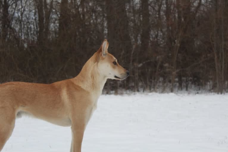 Bones, a Carolina Dog tested with EmbarkVet.com